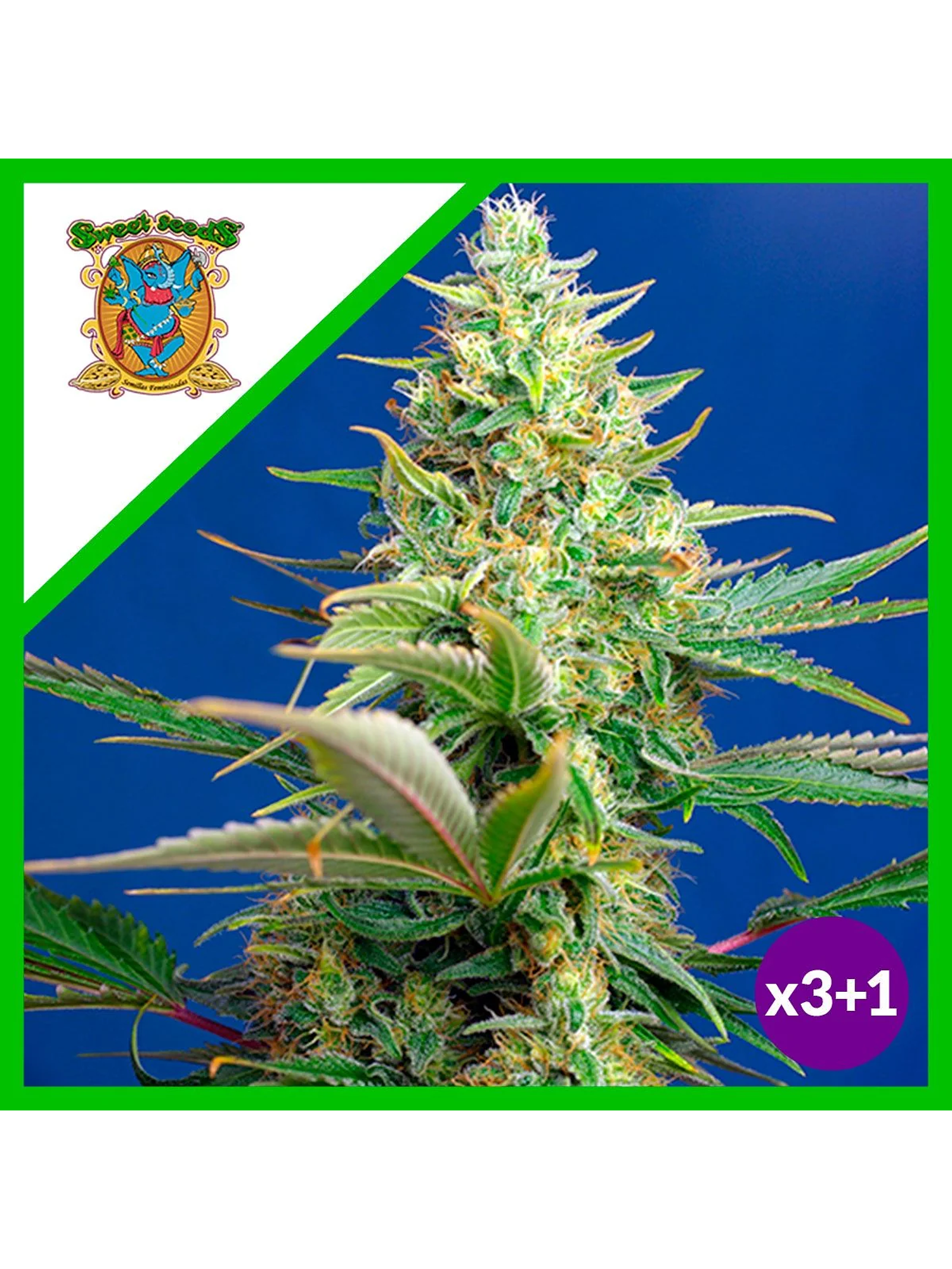 Sweet Pure Cbd Auto® X3+1-Sweet Seeds 1