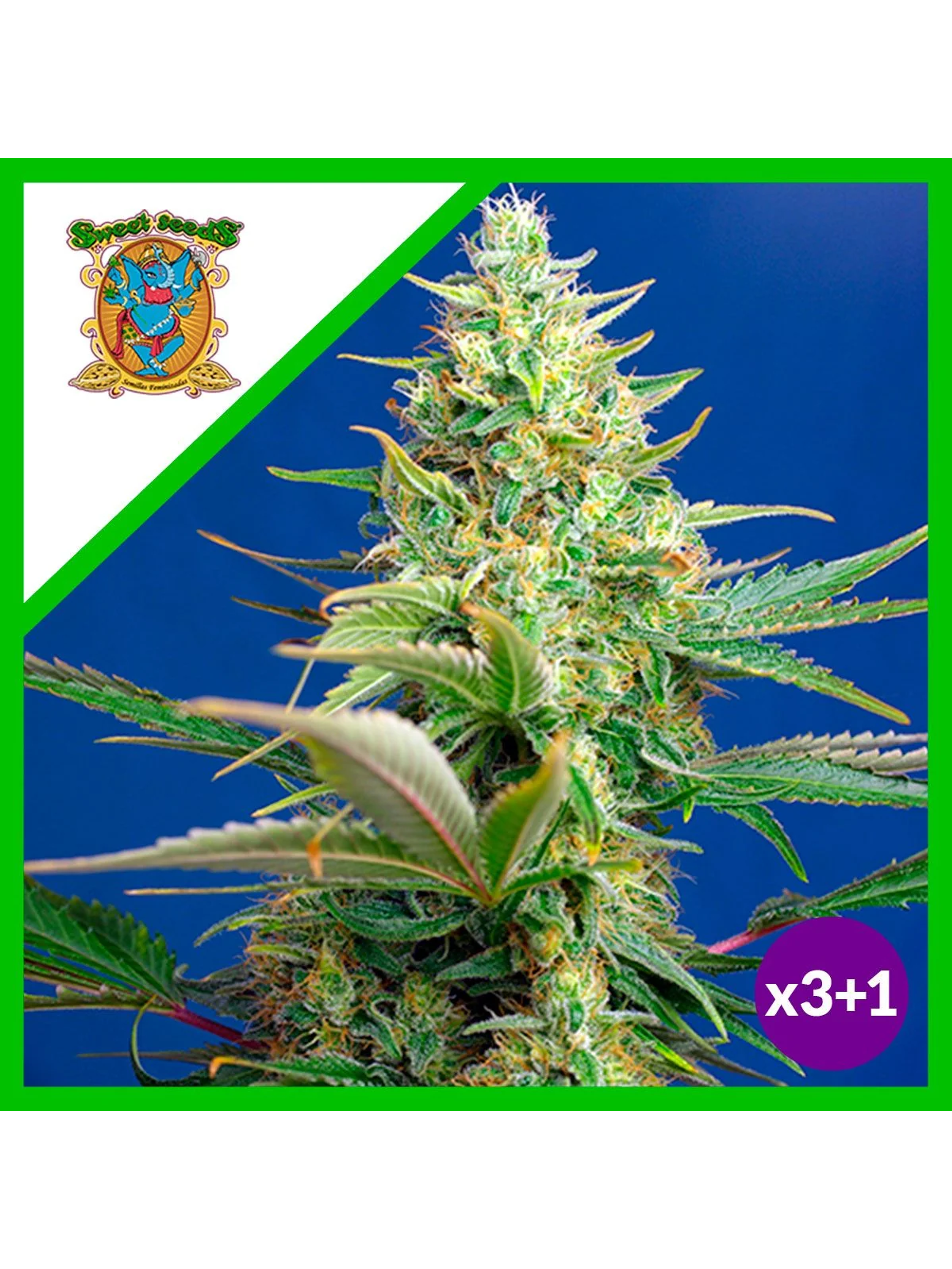 Sweet Pure Cbd Auto® X3+1-Sweet Seeds 1