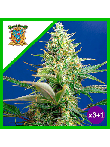 SWEET PURE CBD AUTO® X3+1-SWEET SEEDS 1