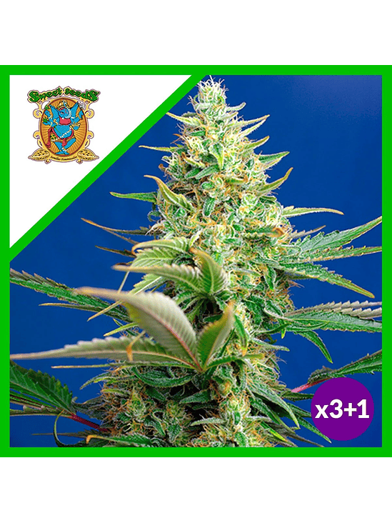 SWEET PURE CBD AUTO® X3+1-SWEET SEEDS 1