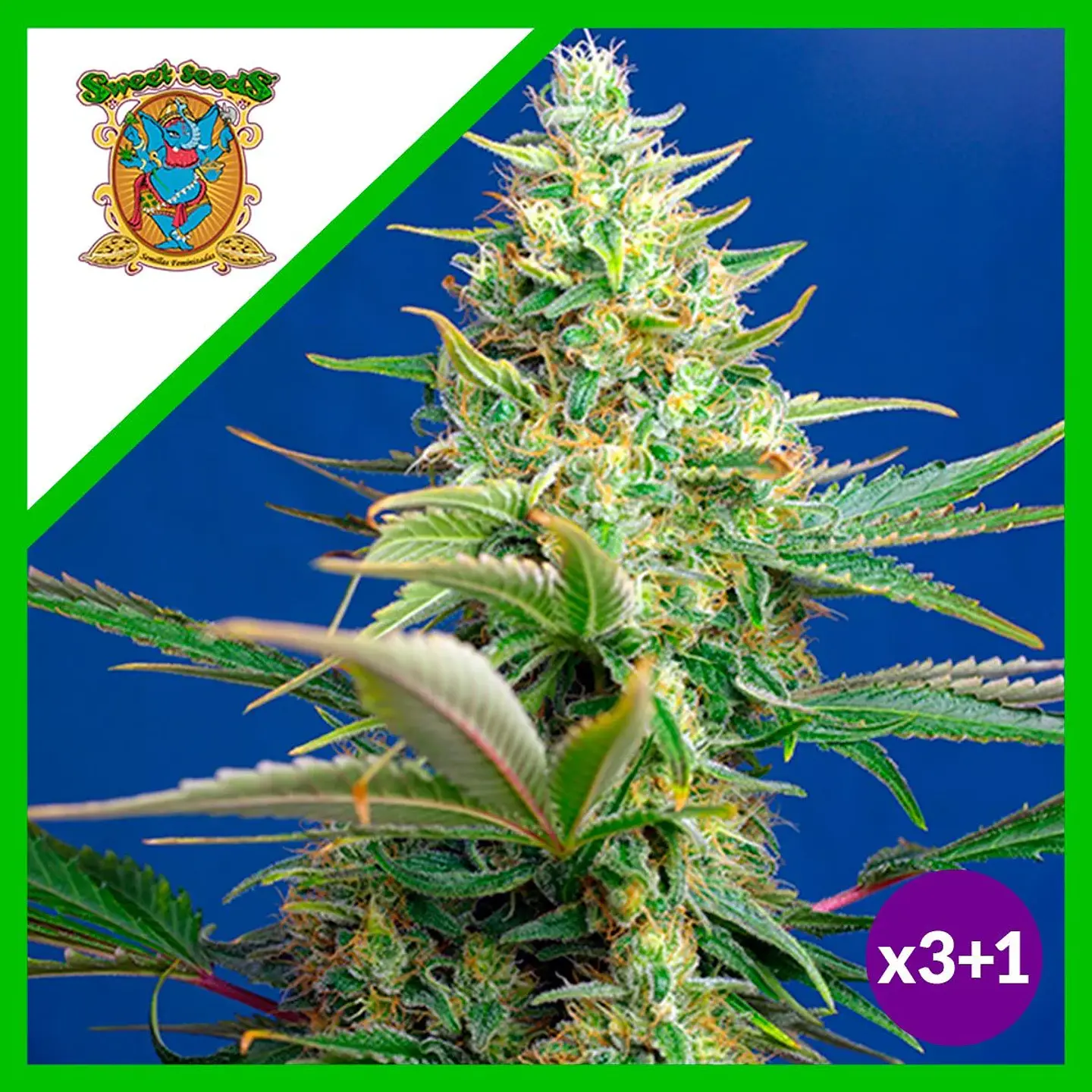 Sweet Pure Cbd Auto® X3+1-Sweet Seeds 1