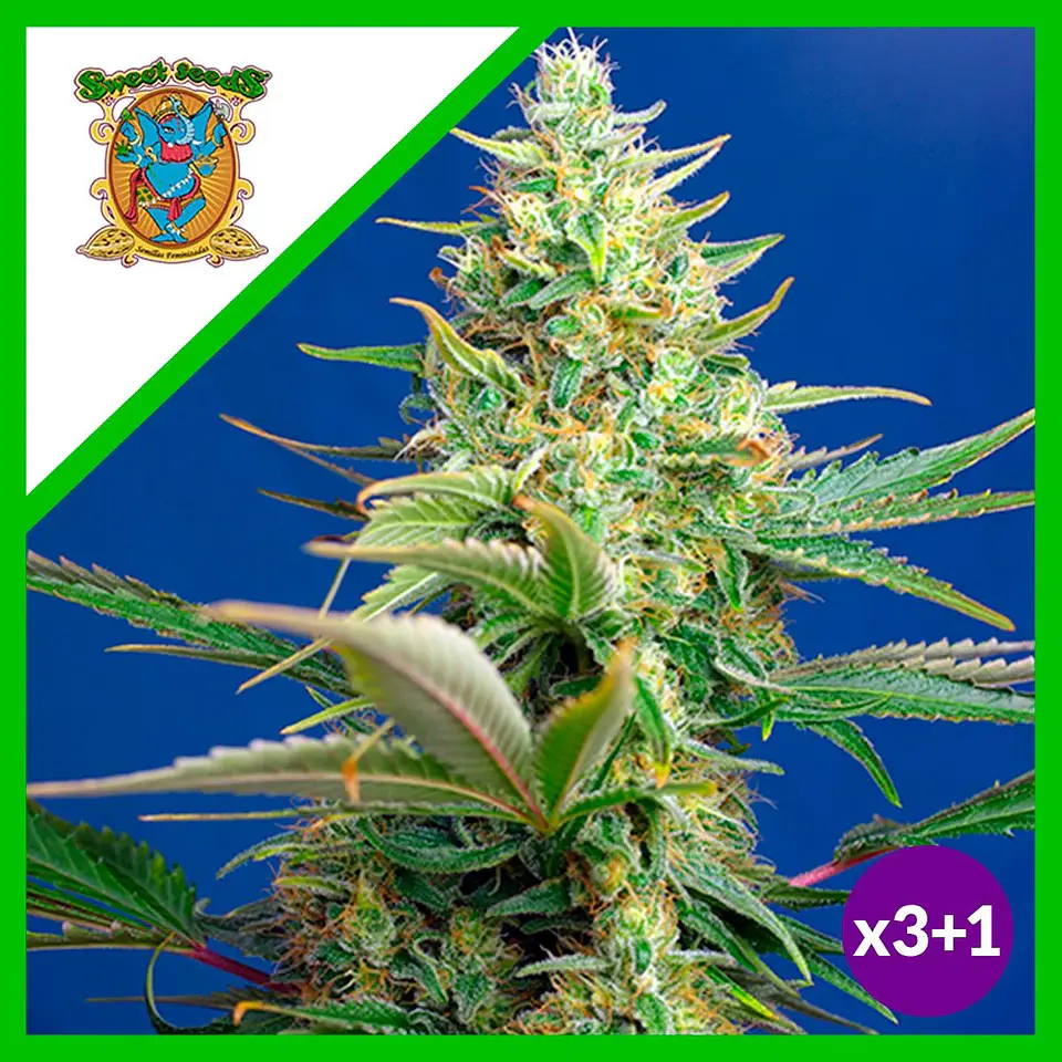 Sweet Pure Cbd Auto® X3+1-Sweet Seeds 1