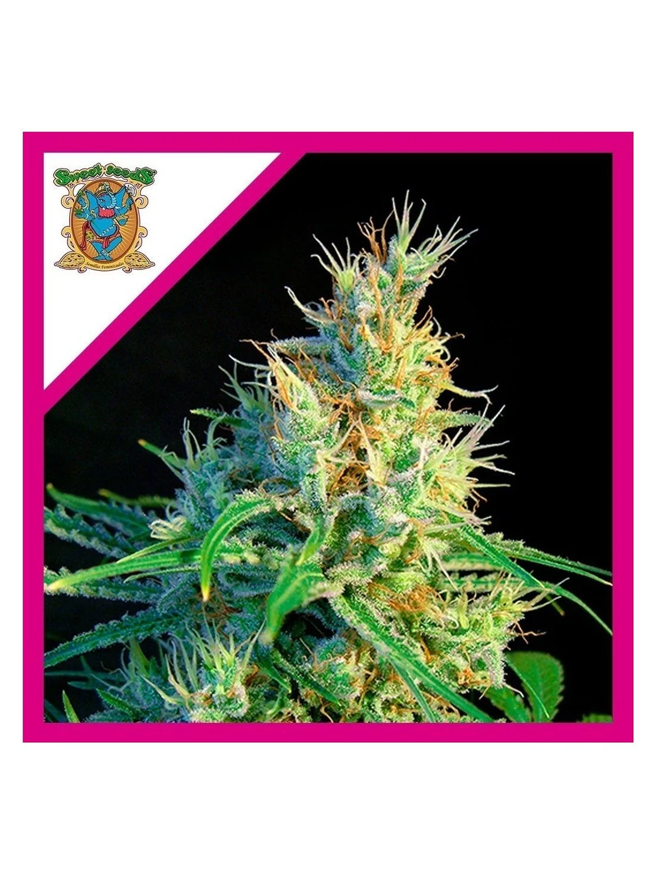 Psicodelicia Sweet Fem® X3+1-Sweet Seeds 1