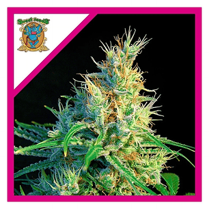 PSICODELICIA SWEET FEM® X3+1-SWEET SEEDS