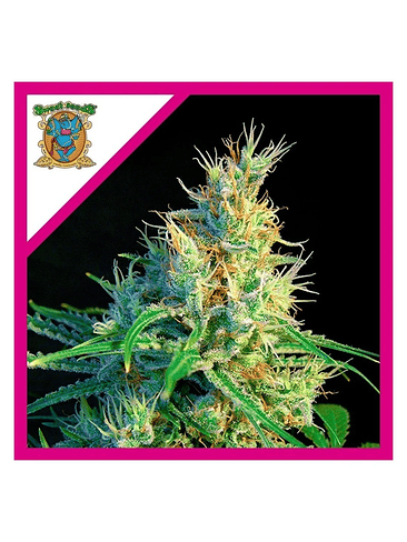 PSICODELICIA SWEET FEM® X3+1-SWEET SEEDS 1