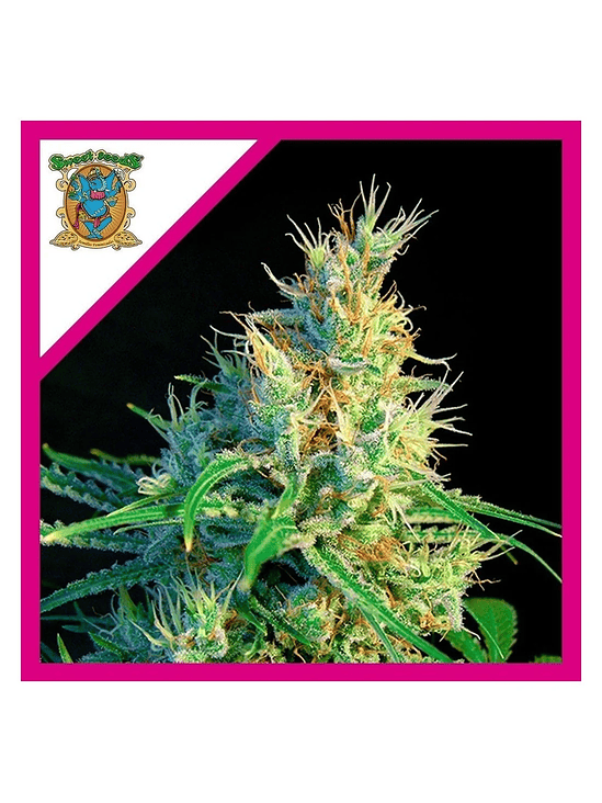 PSICODELICIA SWEET FEM® X3+1-SWEET SEEDS 1