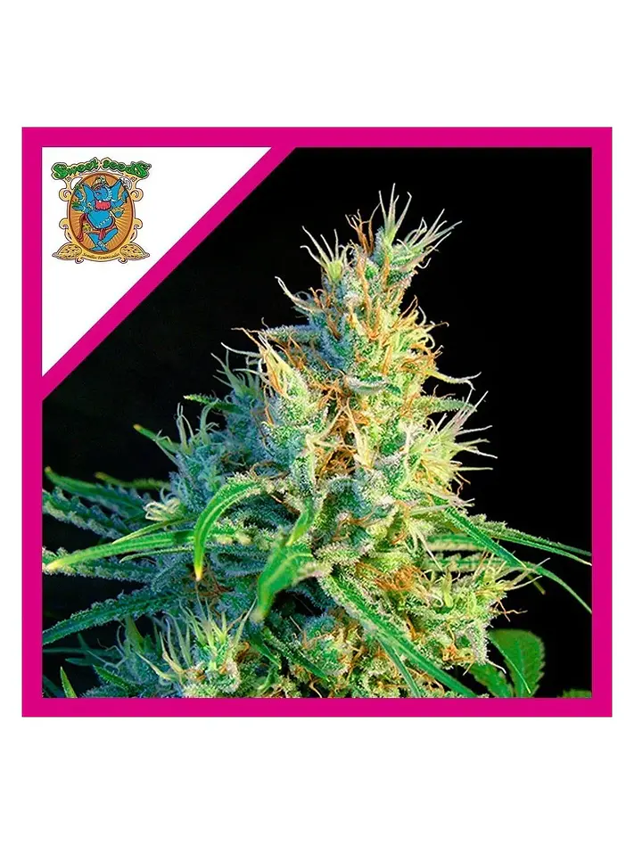 Psicodelicia Sweet Fem® X3+1-Sweet Seeds 1