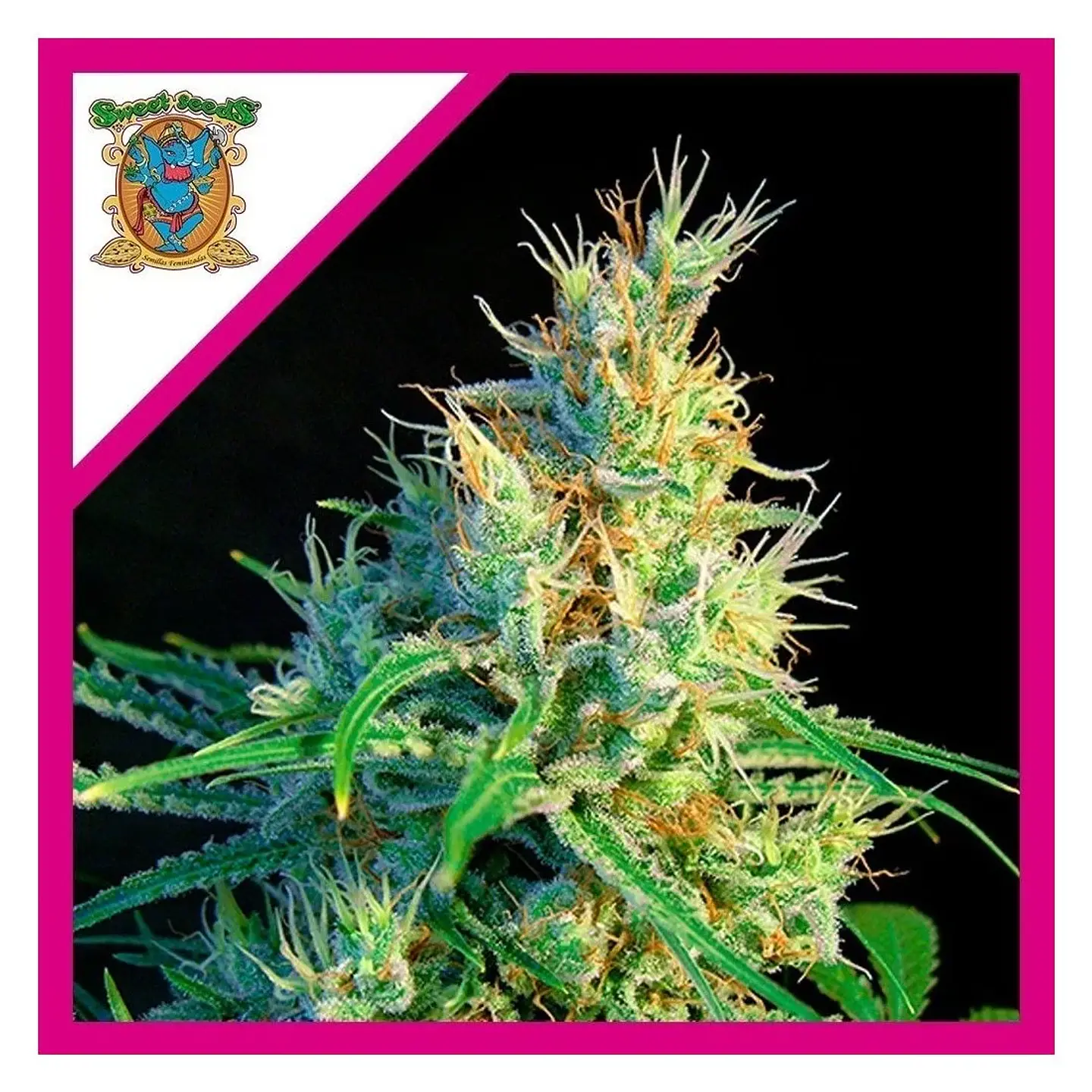 Psicodelicia Sweet Fem® X3+1-Sweet Seeds 1