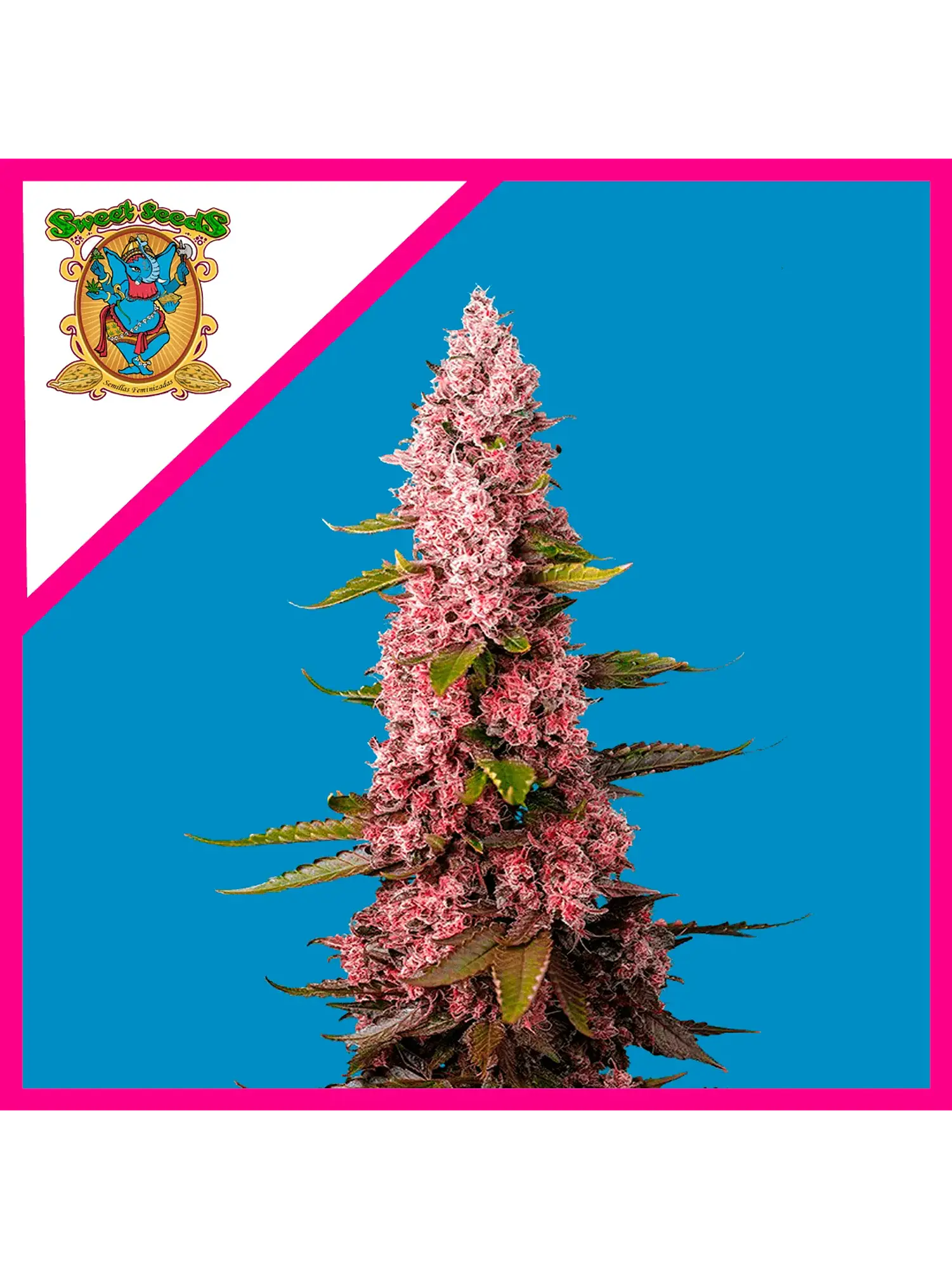 Red Hot Cookies Fem® X3+1-Sweet Seeds 1