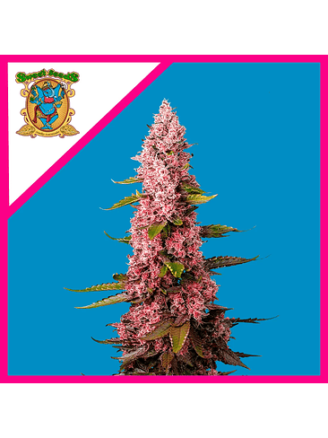 RED HOT COOKIES FEM® X 3+1-SWEET SEEDS 1