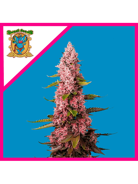 RED HOT COOKIES FEM® X 3+1-SWEET SEEDS 1