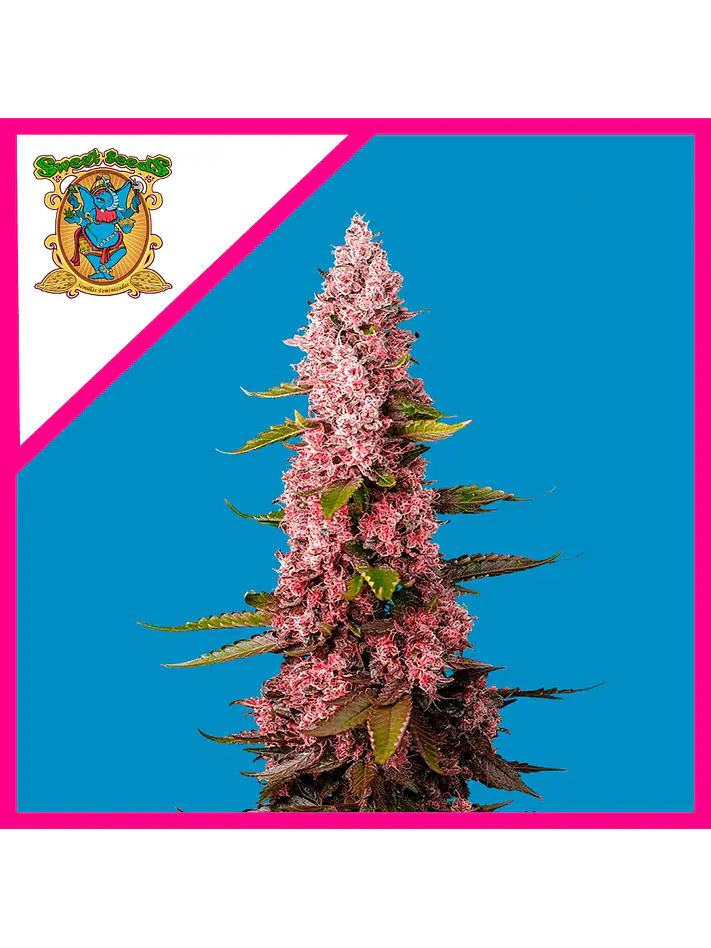Red Hot Cookies Fem® X3+1-Sweet Seeds 1