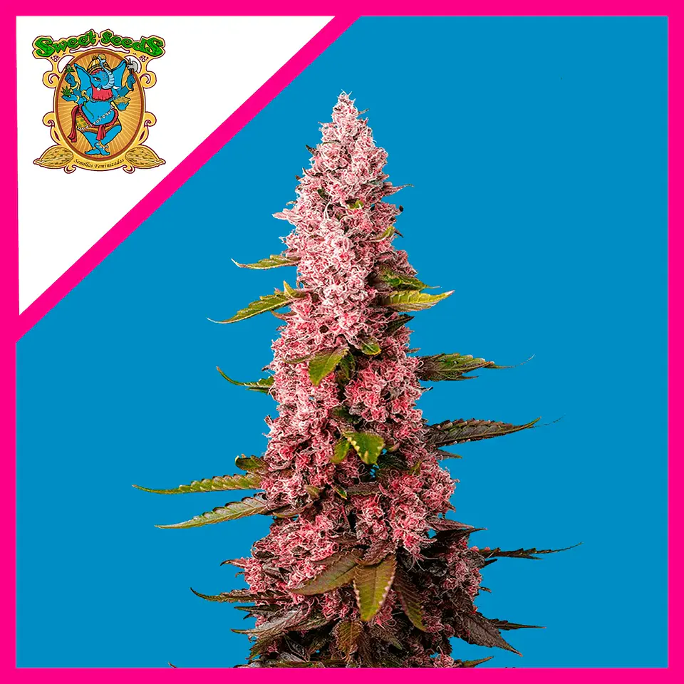 Red Hot Cookies Fem® X3+1-Sweet Seeds 1