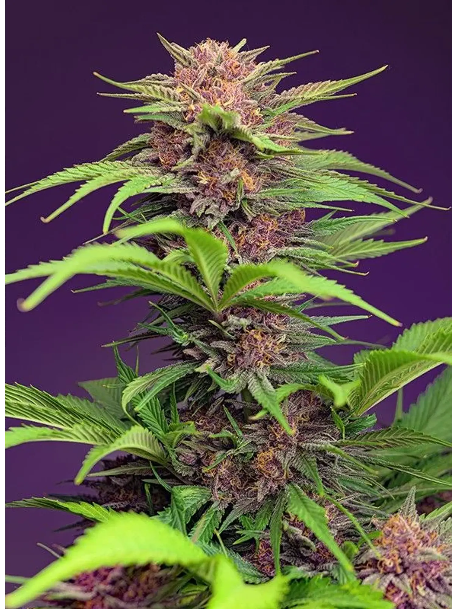 Red Mimosa Xl Auto® X25-Sweet Seeds 1