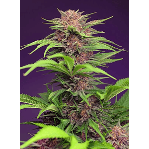 Red Mimosa Xl Auto® X25-Sweet Seeds