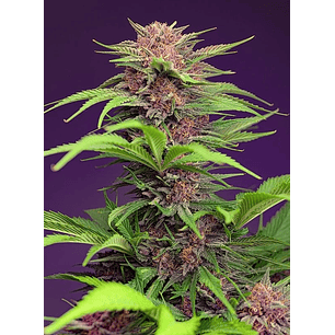 RED MIMOSA XL AUTO® X25-SWEET SEEDS