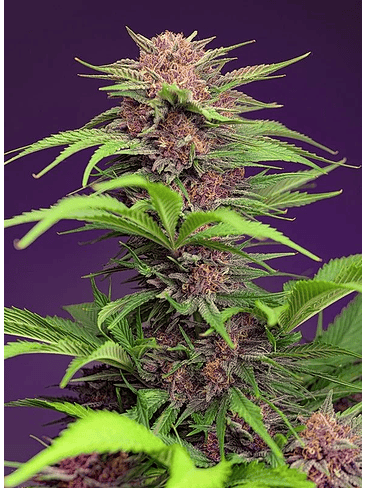 RED MIMOSA XL AUTO® X25-SWEET SEEDS 1