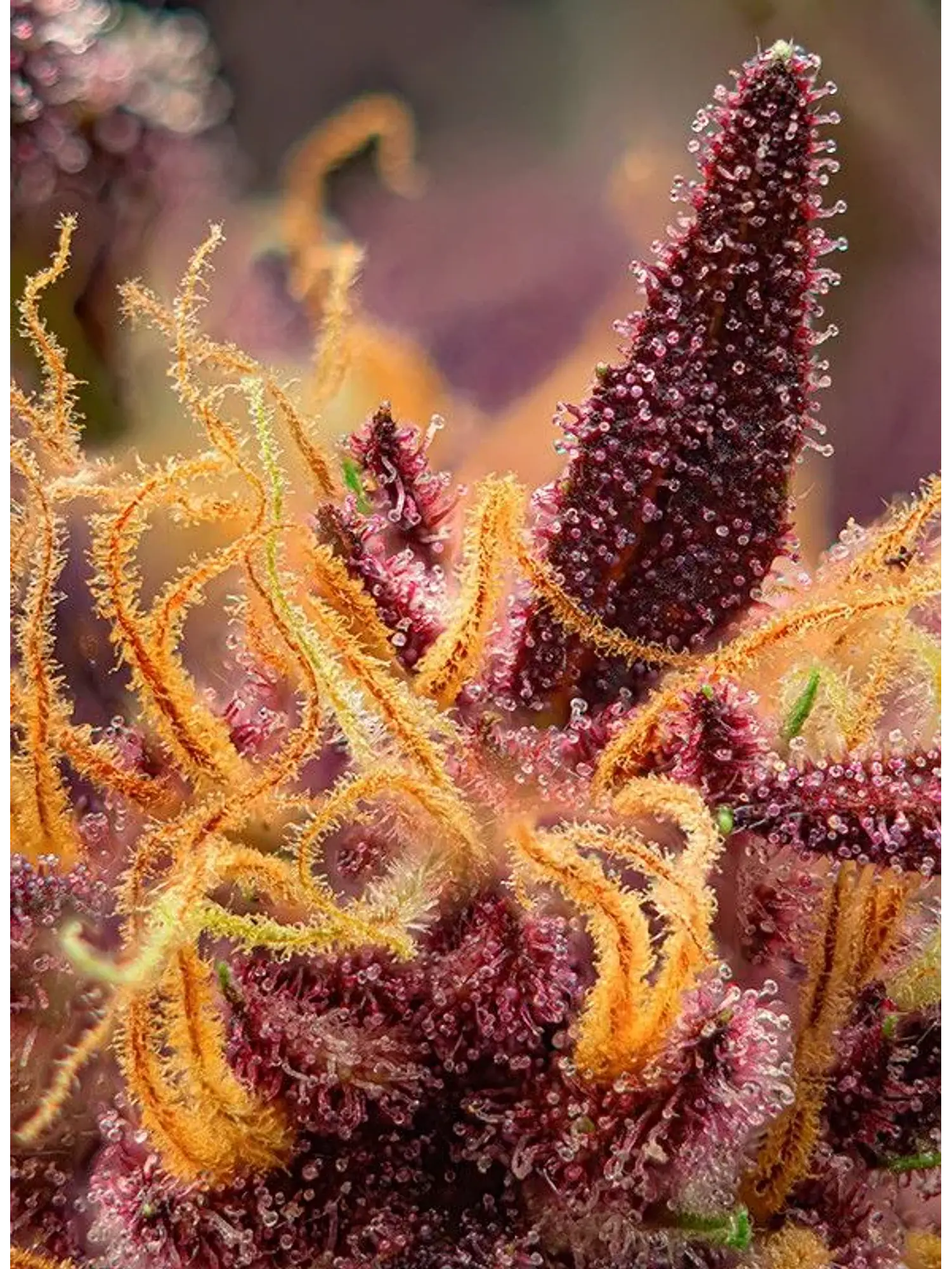 Red Mimosa Xl Auto® X25-Sweet Seeds 2