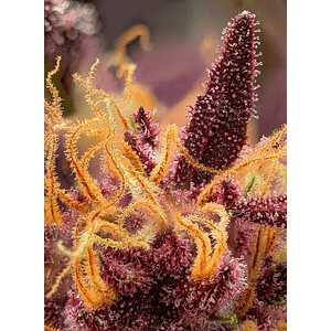 Red Mimosa Xl Auto® X25-Sweet Seeds