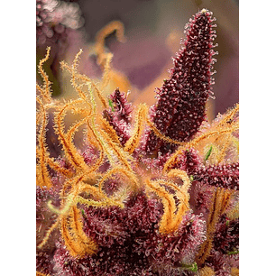 RED MIMOSA XL AUTO® X25-SWEET SEEDS