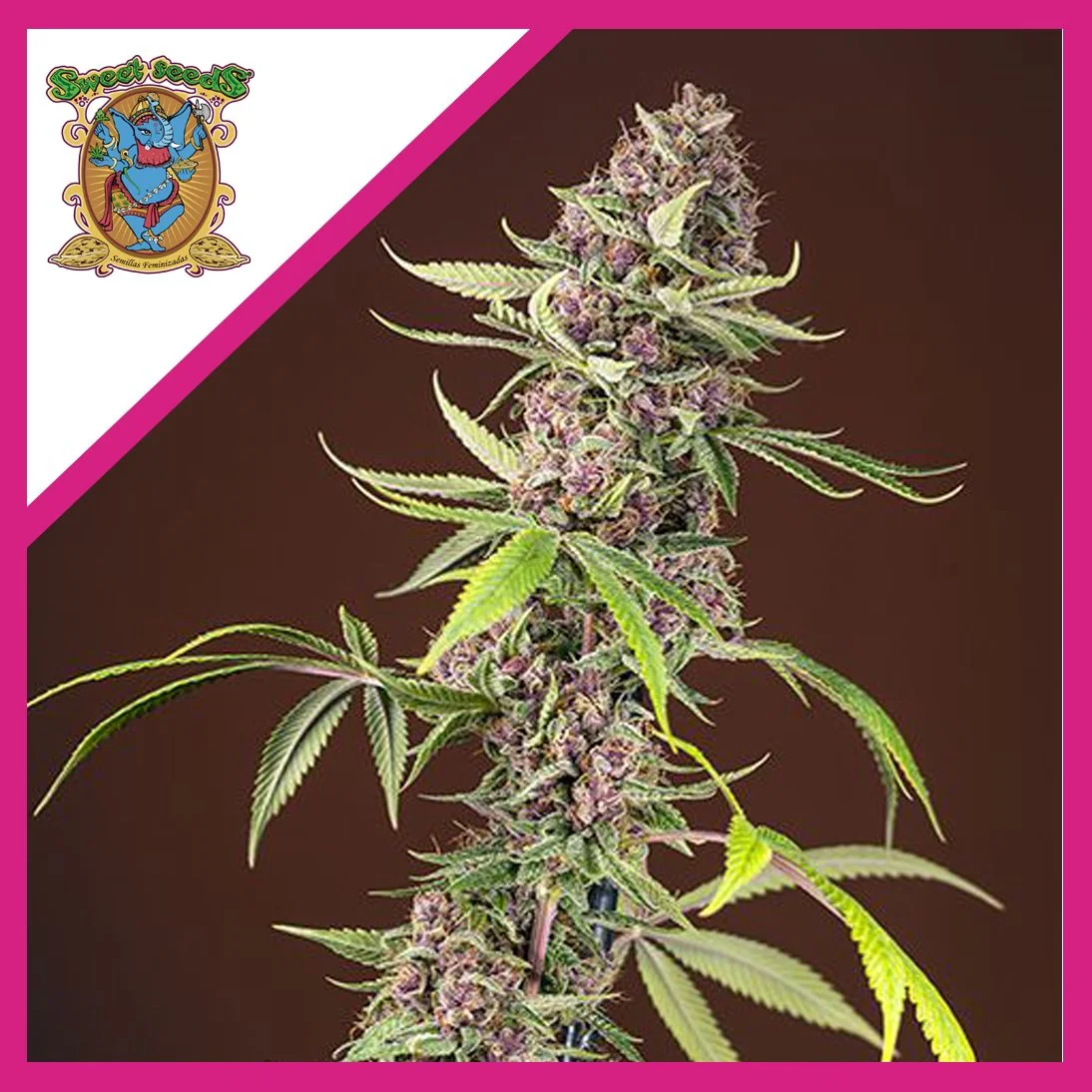 Red Mandarine F1 Fem® X3+1-Sweet Seeds 1