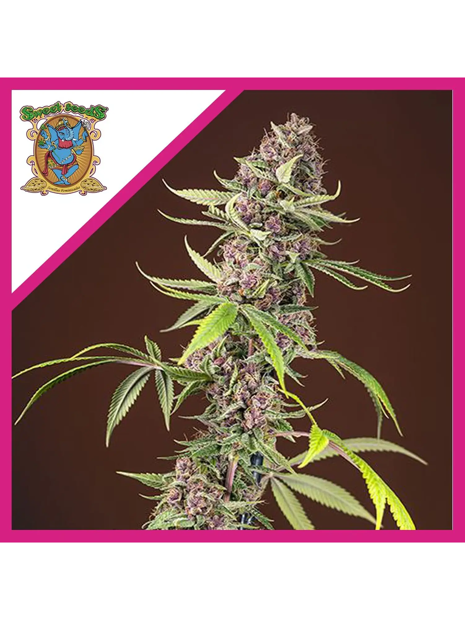 Red Mandarine F1 Fem® X3+1-Sweet Seeds 1