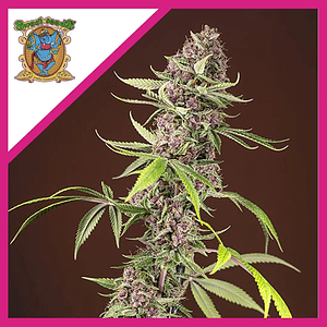 Red Mandarine F1 Fem® X3+1-Sweet Seeds