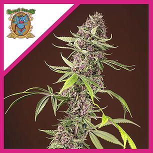 RED MANDARINE F1 FEM® X3+1-SWEET SEEDS