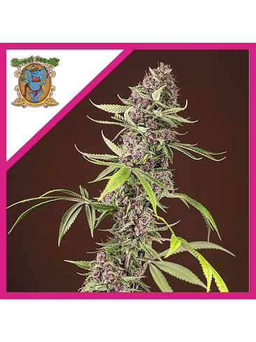 RED MANDARINE F1 FEM® X3+1-SWEET SEEDS 1