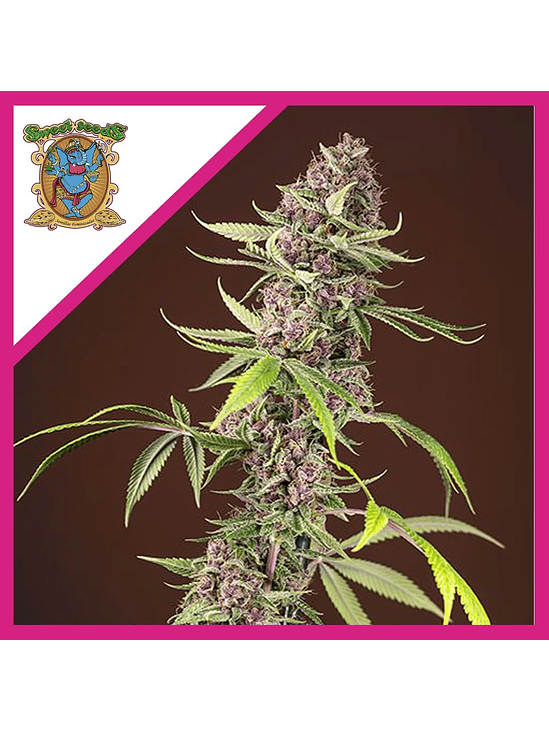 RED MANDARINE F1 FEM® X3+1-SWEET SEEDS 1