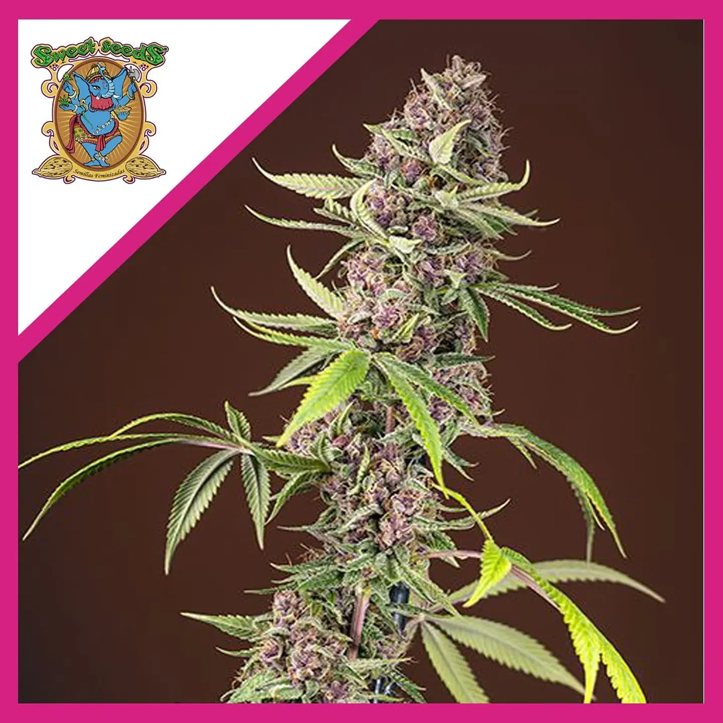 Red Mandarine F1 Fem® X3+1-Sweet Seeds 1