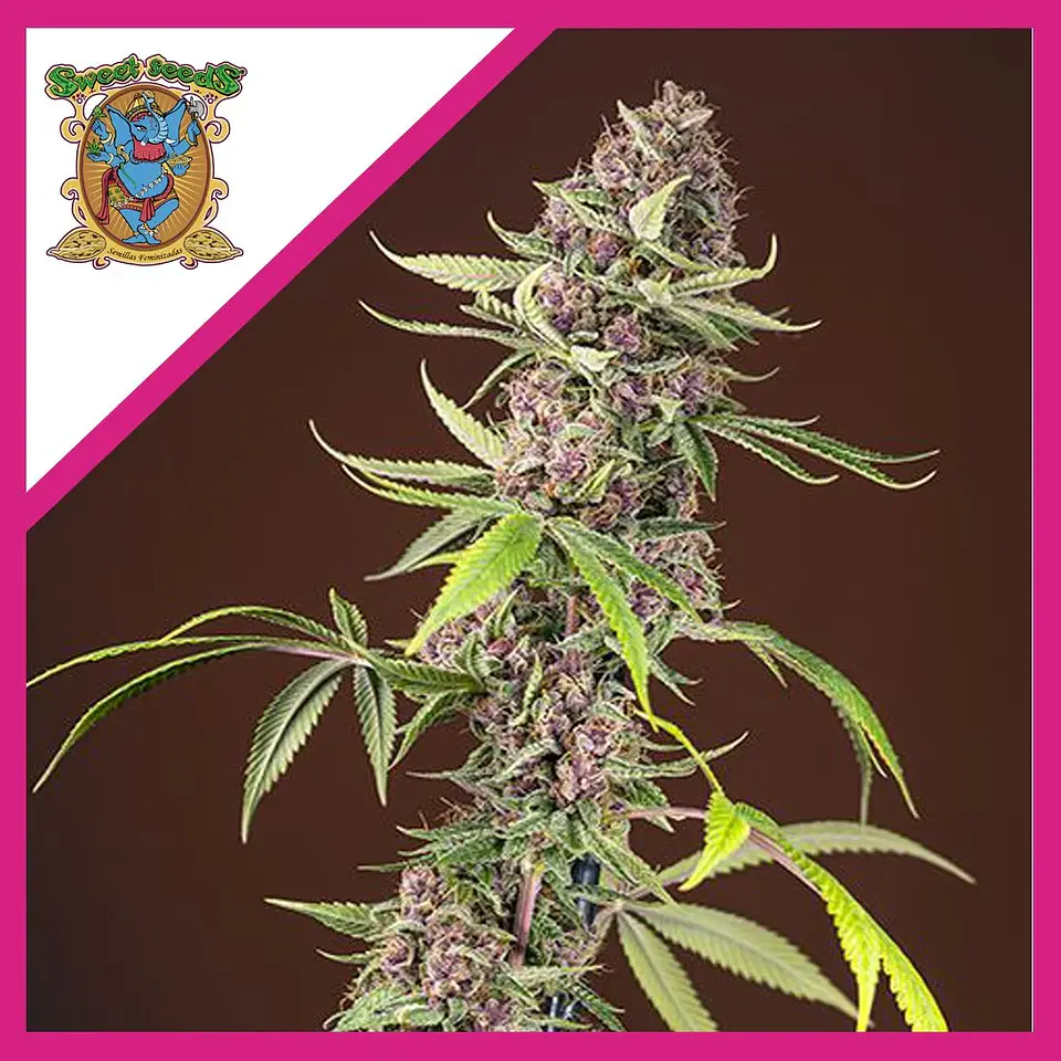 Red Mandarine F1 Fem® X3+1-Sweet Seeds 1