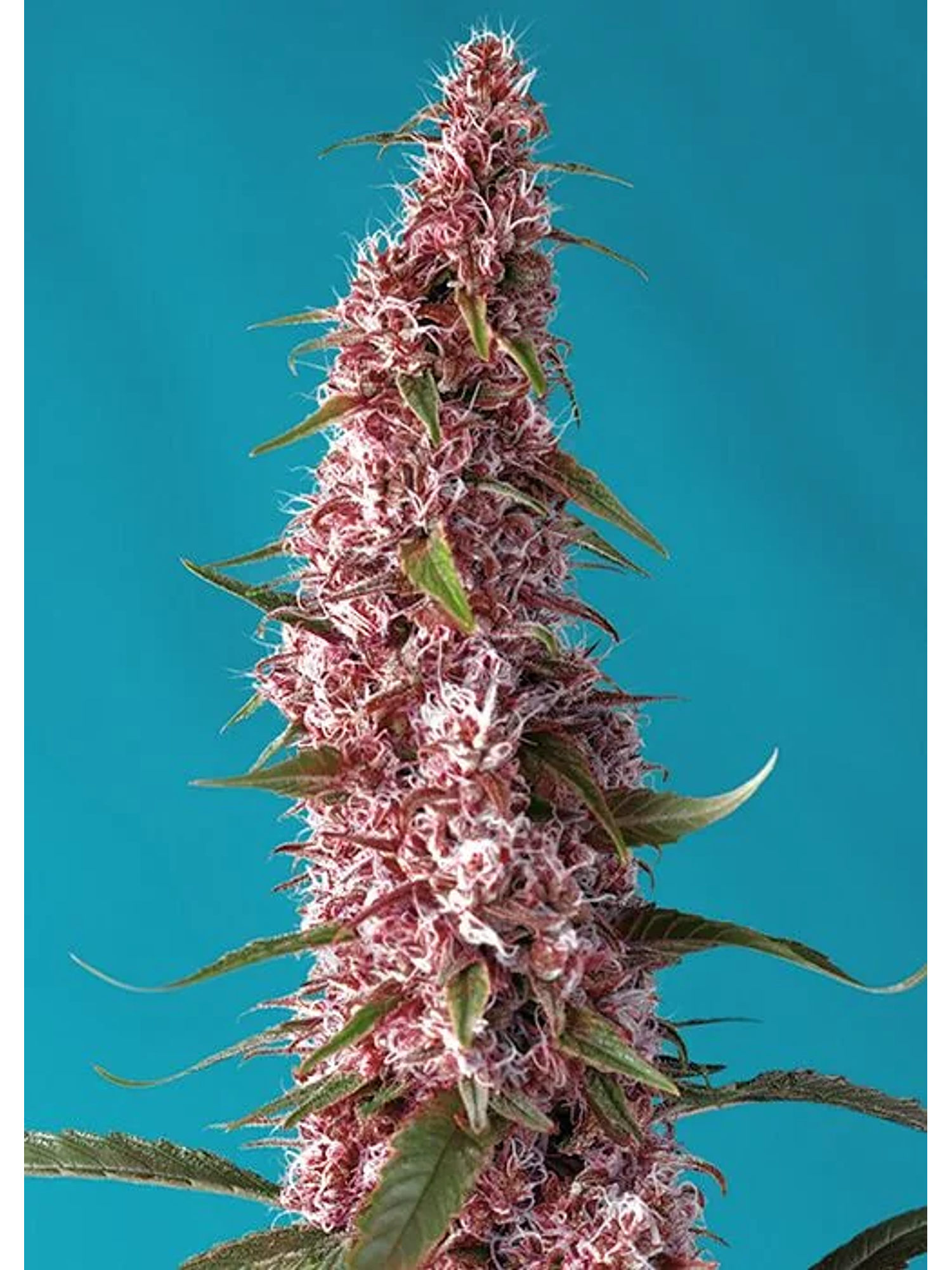 Red Pure Cbd Auto® X3+1-Sweet Seeds 1