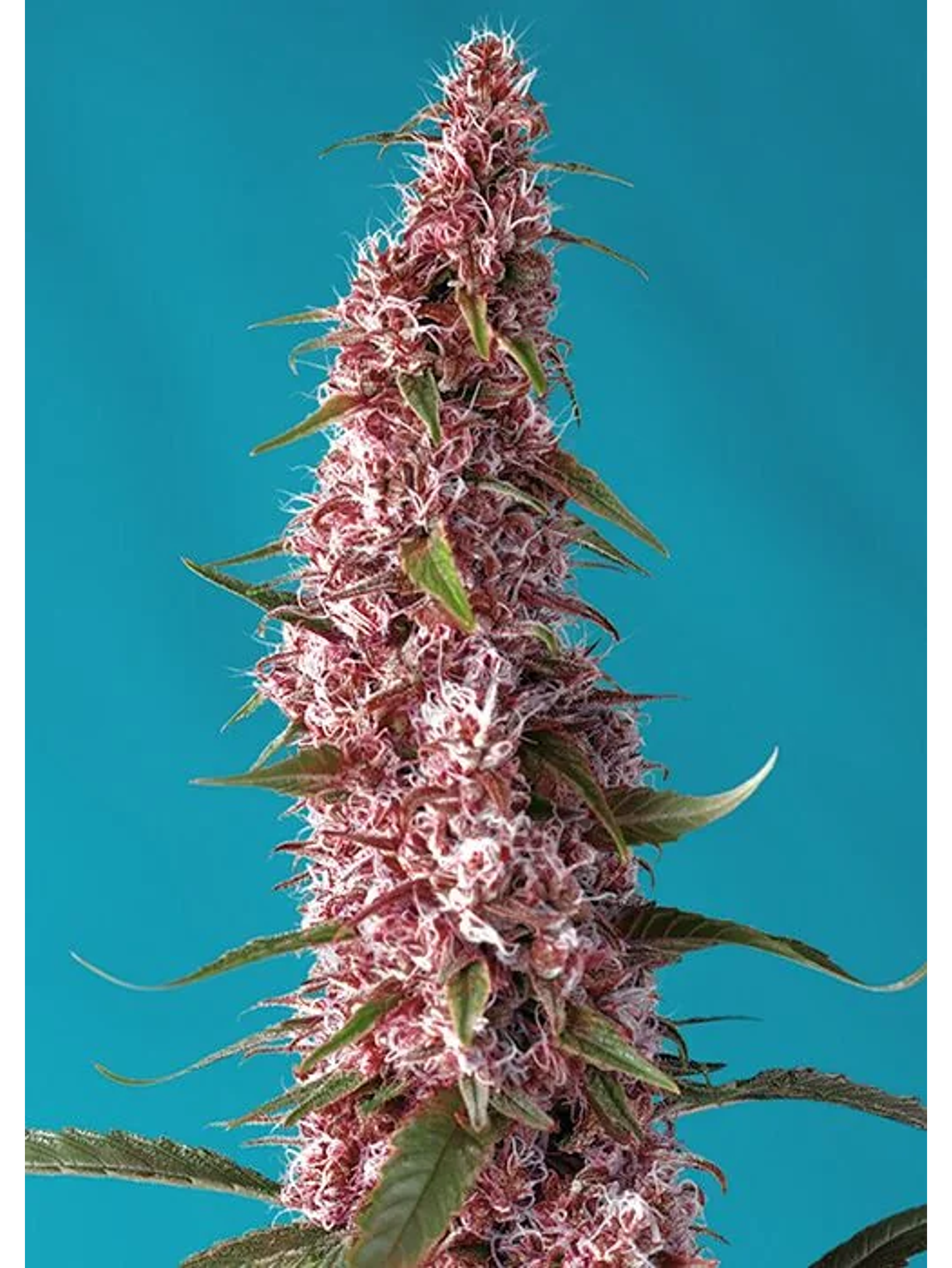 Red Pure Cbd Auto® X3+1-Sweet Seeds 1