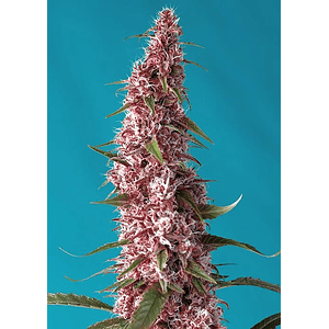 Red Pure Cbd Auto® X3+1-Sweet Seeds