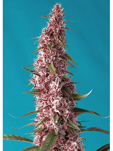 RED PURE CBD AUTO® X3+1-SWEET SEEDS 1