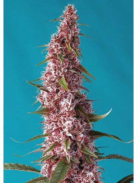Red Pure Cbd Auto® X3+1-Sweet Seeds 1