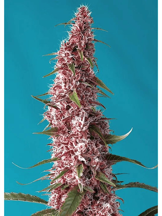 RED PURE CBD AUTO® X3+1-SWEET SEEDS 1