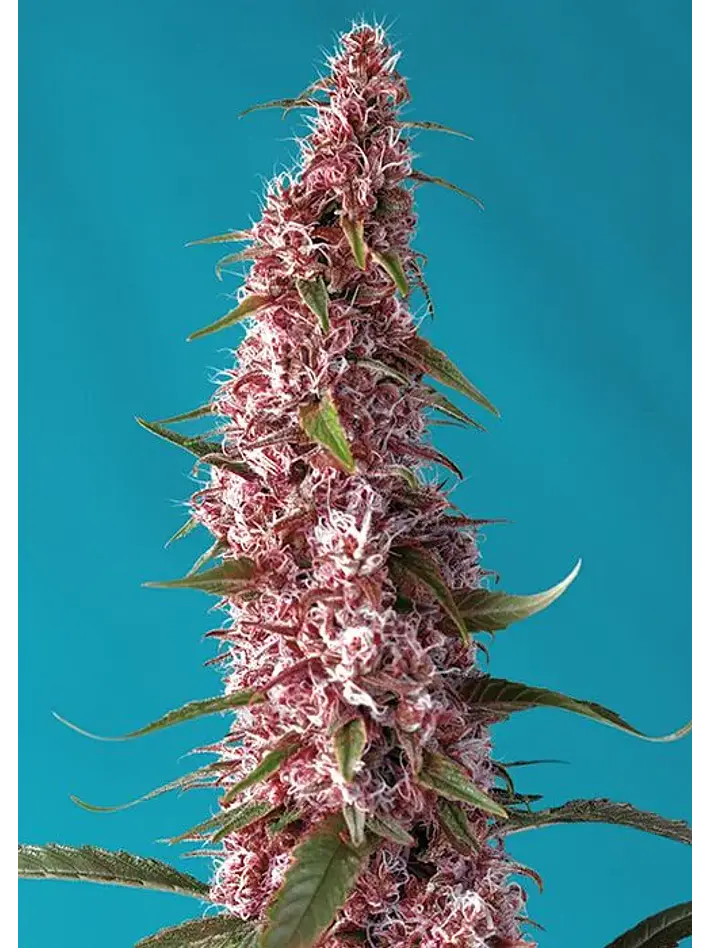 Red Pure Cbd Auto® X3+1-Sweet Seeds 1