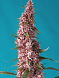 RED PURE CBD AUTO® X3+1-SWEET SEEDS - Miniatura 1