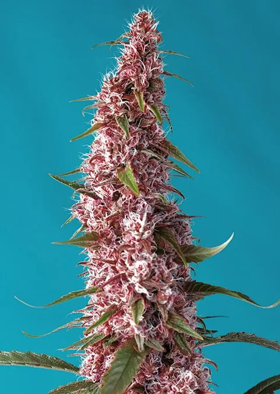 Red Pure Cbd Auto® X3+1-Sweet Seeds 1