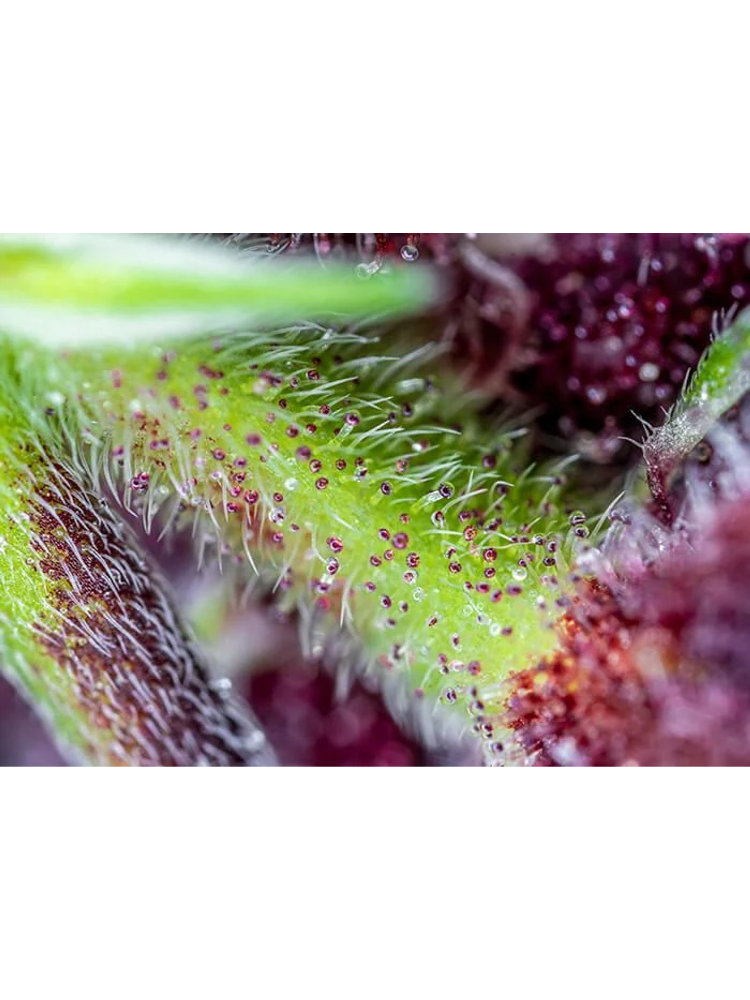 Red Pure Cbd Auto® X3+1-Sweet Seeds 2