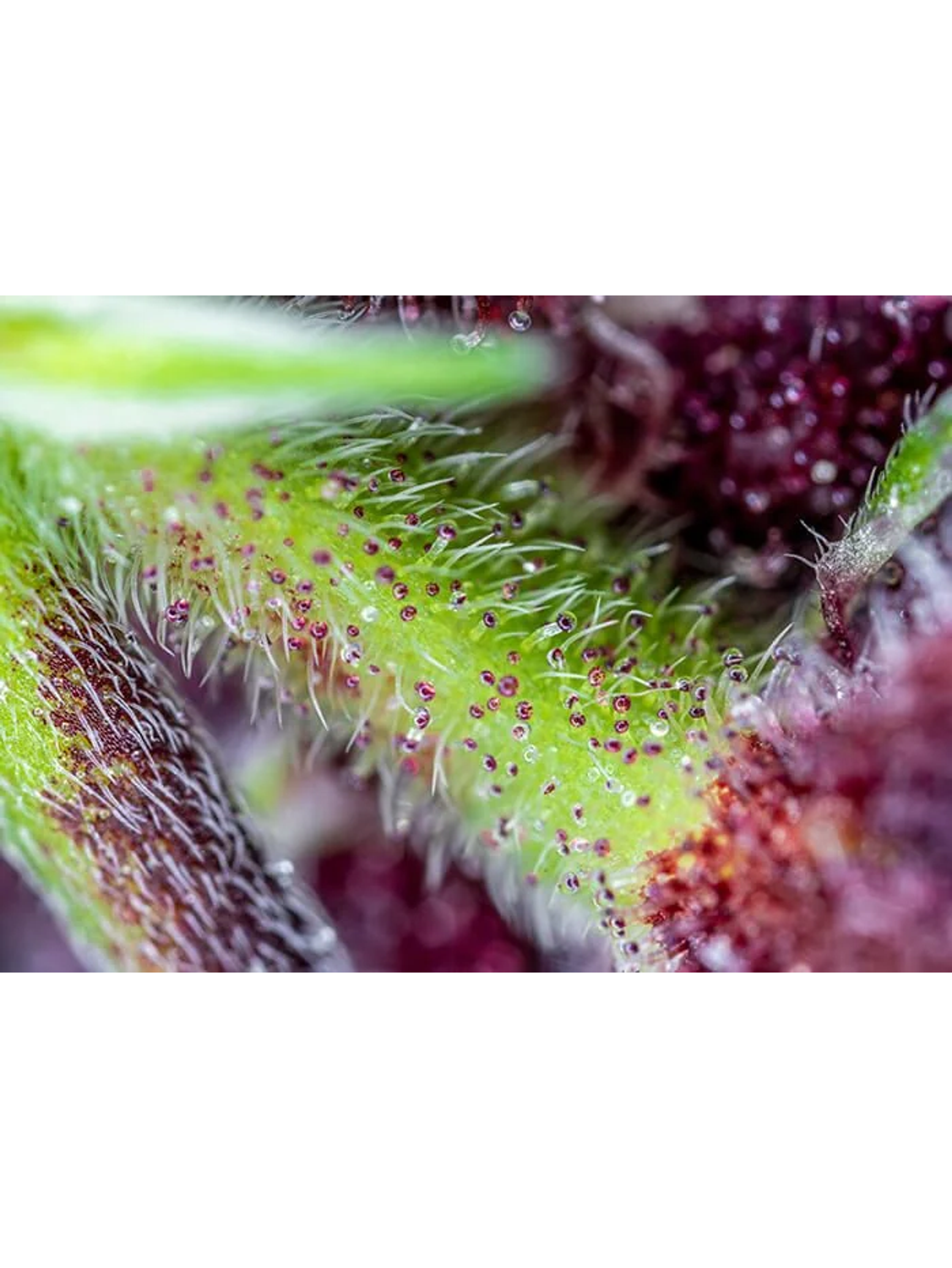 Red Pure Cbd Auto® X3+1-Sweet Seeds 2