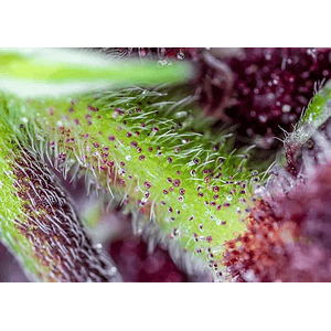 Red Pure Cbd Auto® X3+1-Sweet Seeds