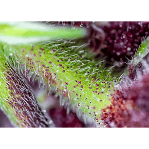 RED PURE CBD AUTO® X3+1-SWEET SEEDS