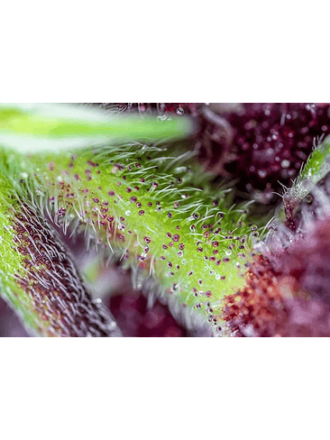 RED PURE CBD AUTO® X3+1-SWEET SEEDS 2