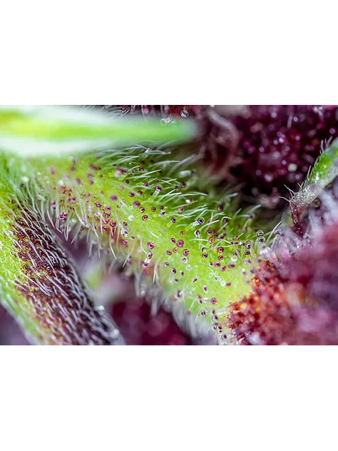 Red Pure Cbd Auto® X3+1-Sweet Seeds 2