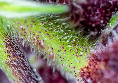 Red Pure Cbd Auto® X3+1-Sweet Seeds