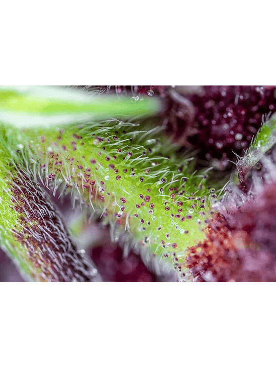 RED PURE CBD AUTO® X3+1-SWEET SEEDS 2