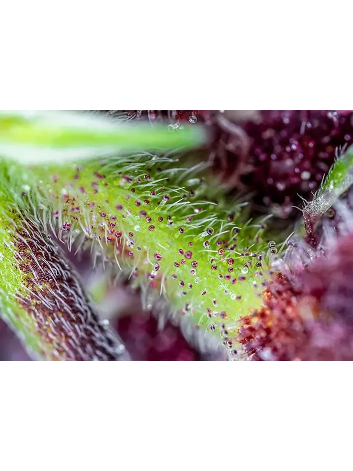 Red Pure Cbd Auto® X3+1-Sweet Seeds 2